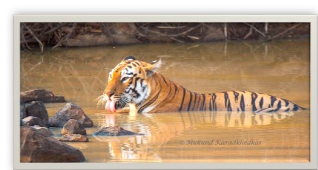 Tadoba1