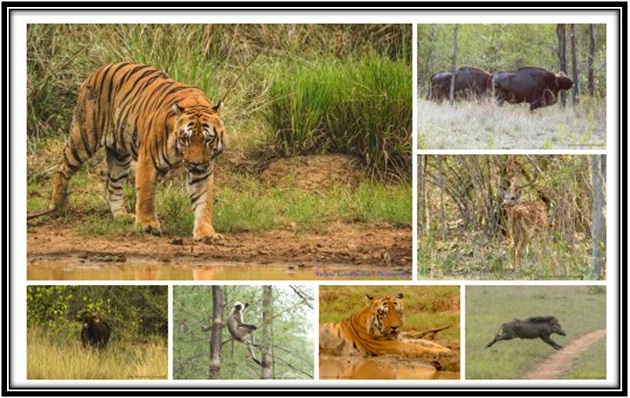 Tadoba4