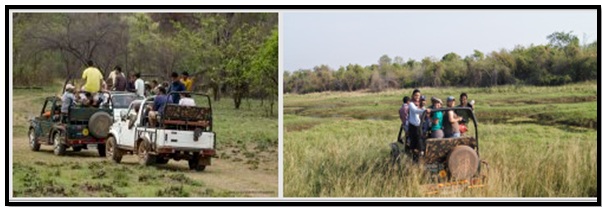 Tadoba8
