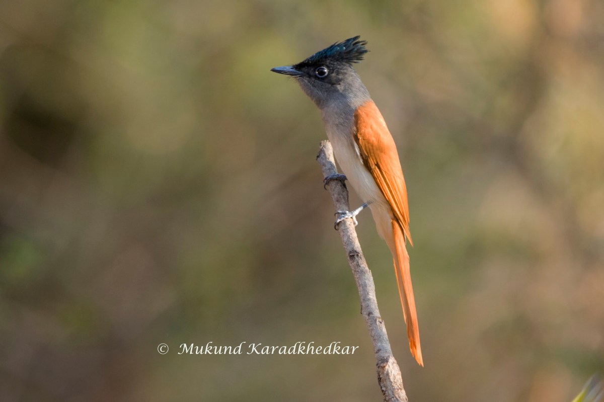 Sinhagad Valley birding