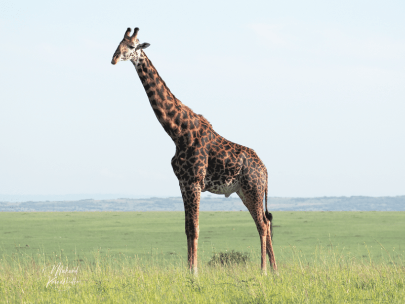 Picturesque Firday – Litle&nbsp;SHort